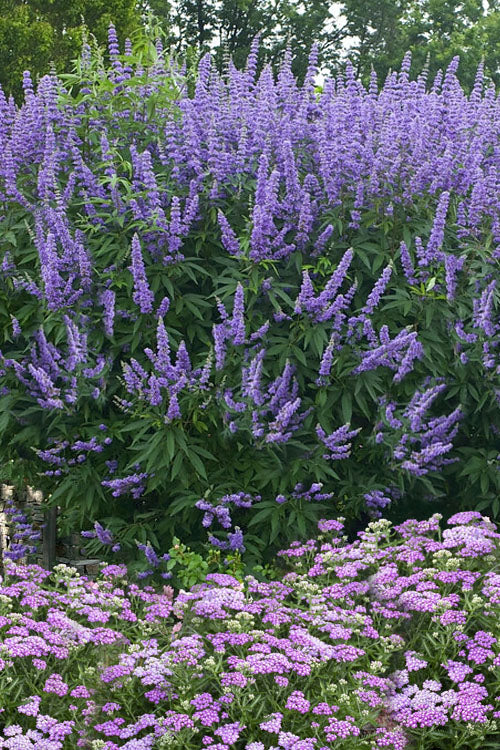  Delta Blues Chaste Tree (Vitex) - 3 Gallon Pot