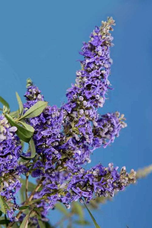  Delta Blues Chaste Tree (Vitex) - 3 Gallon Pot