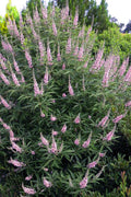  Pink Pinnacle Dwarf Chaste Tree (Vitex Agnus-castus) - 1 Gallon Pot