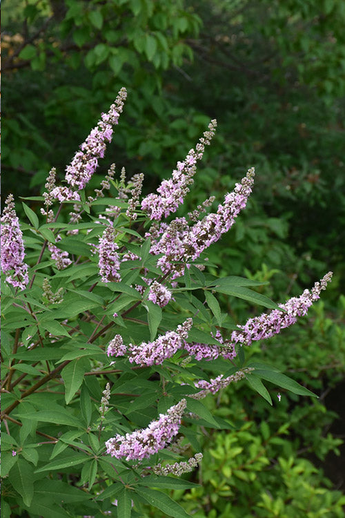  Pink Pinnacle Dwarf Chaste Tree (Vitex Agnus-castus) - 1 Gallon Pot