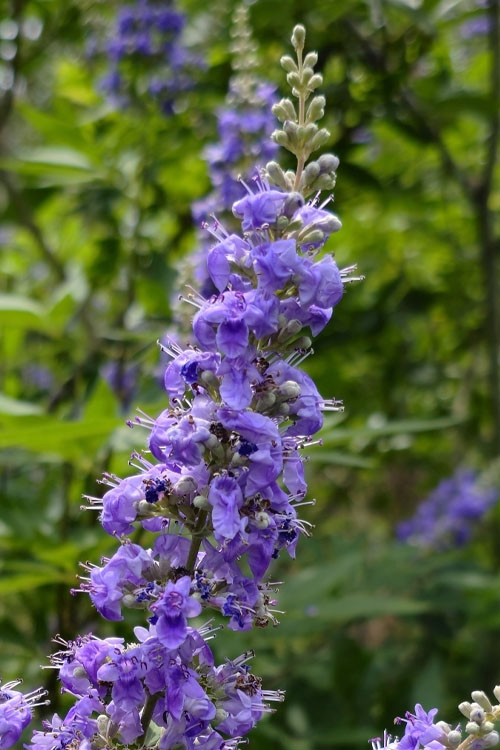  Queen Bee Chaste Tree (Vitex) - 3 Gallon Pot