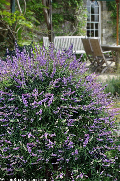  Queen Bee Chaste Tree (Vitex) - 3 Gallon Pot