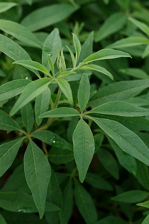  Queen Bee Chaste Tree (Vitex) - 3 Gallon Pot