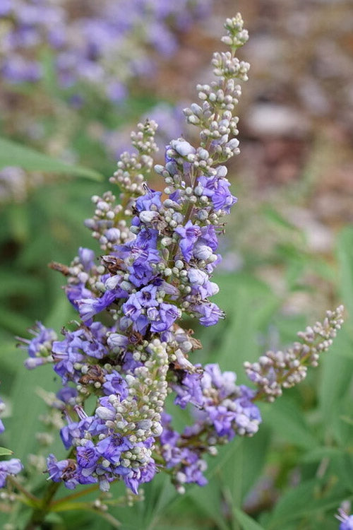  Rock Steady Chaste Tree (Vitex) - 1 Gallon Pot