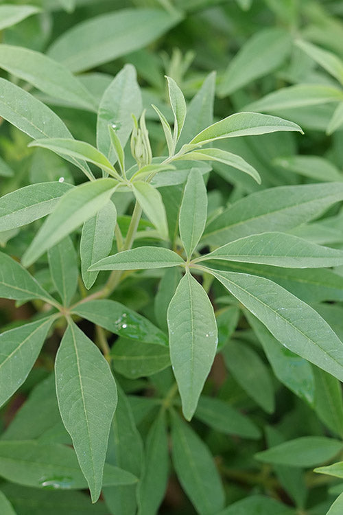  Rock Steady Chaste Tree (Vitex) - 2.5 Quart Pot