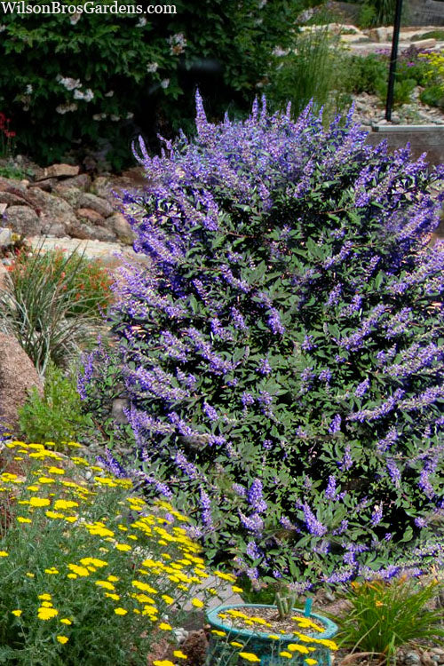  Rock Steady Chaste Tree (Vitex) - 3 Pack Of Quart Pots