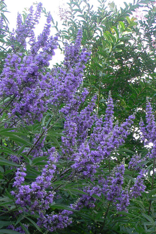  Shoal Creek Chaste Tree (Vitex) - 5 Gallon Pot