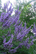  Shoal Creek Chaste Tree (Vitex) - 3 Gallon Pot