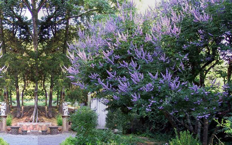  Shoal Creek Chaste Tree (Vitex) - 1 Gallon Pot
