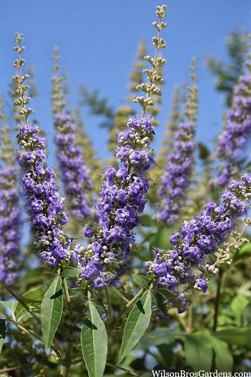  Summertime Blues Chaste Tree(Vitex) - 7 Gallon Pot