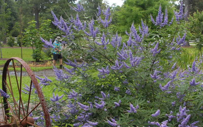  Summertime Blues Chaste Tree(Vitex) - 7 Gallon Pot