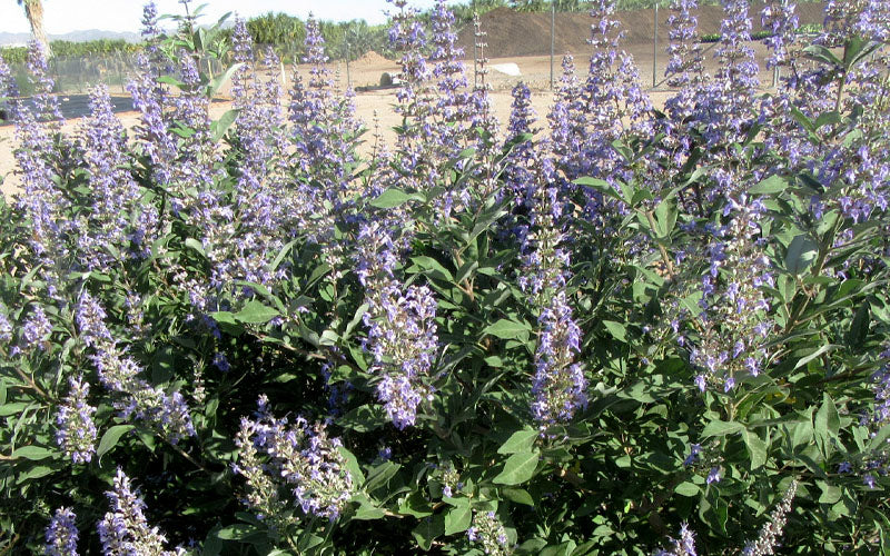  Summertime Blues Chaste Tree(Vitex) - 7 Gallon Pot