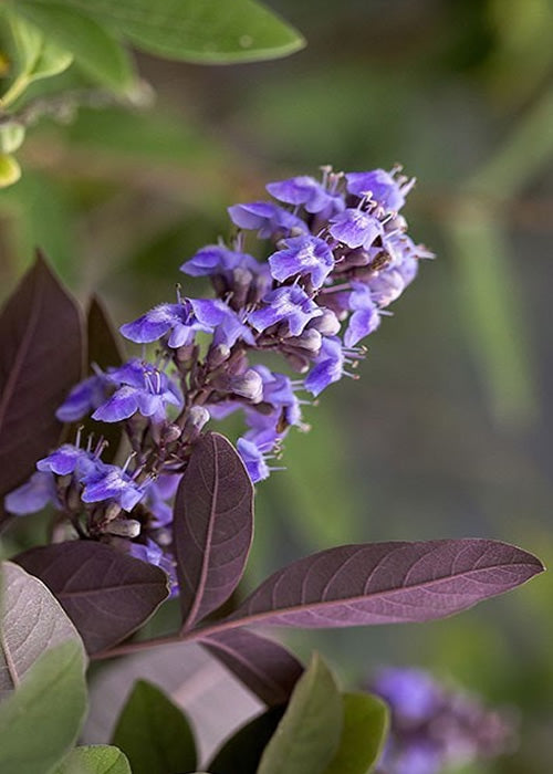  Flip Side Chaste Tree (Vitex) - 3 Gallon Pot