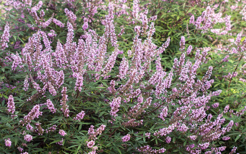  Pink Pinnacle Dwarf Chaste Tree (Single Trunk) - 3 Gallon Pot