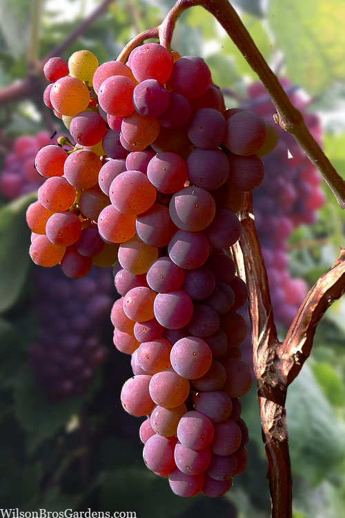  Canadice Red Seedless Grape Vine - 1 Gallon Pot