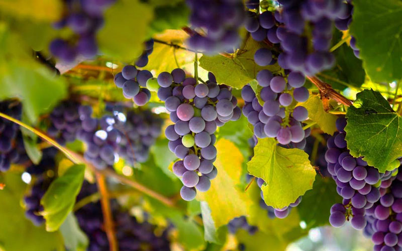  Catawba Grape Vine - 1 Gallon Pot