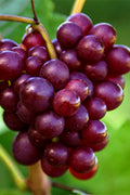  RazzMatazz Seedless Grape Vine - 3 Gallon Pot