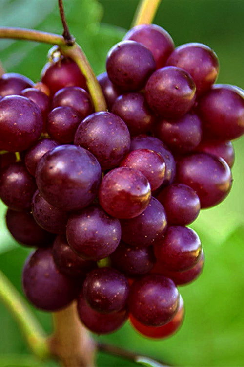  RazzMatazz Seedless Grape Vine - 3 Gallon Pot