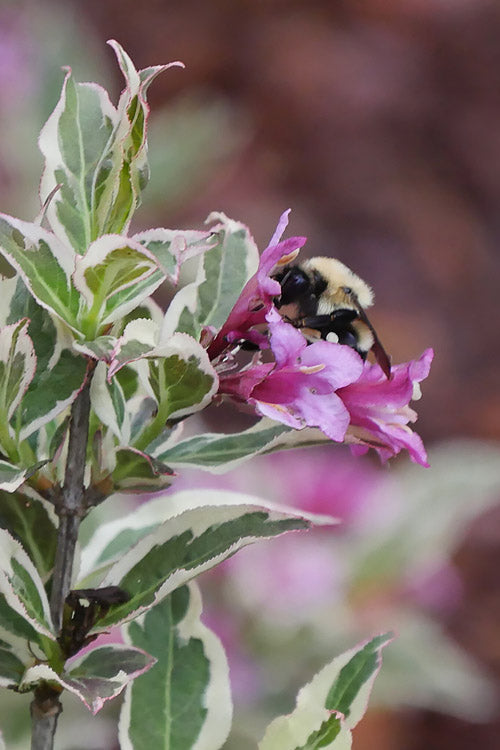  My Monet Purple Effect Weigela - 1 Gallon Pot