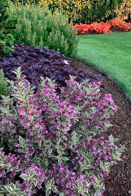 My Monet Purple Effect Weigela - 1 Gallon Pot