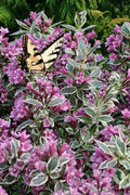  My Monet Purple Effect Weigela - 1 Gallon Pot