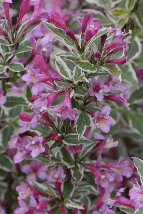  My Monet Purple Effect Weigela - 1 Gallon Pot