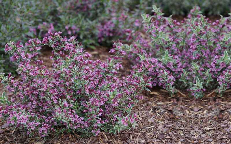  My Monet Purple Effect Weigela - 1 Gallon Pot