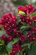  Maroon Swoon Weigela - 3 Gallon Pot