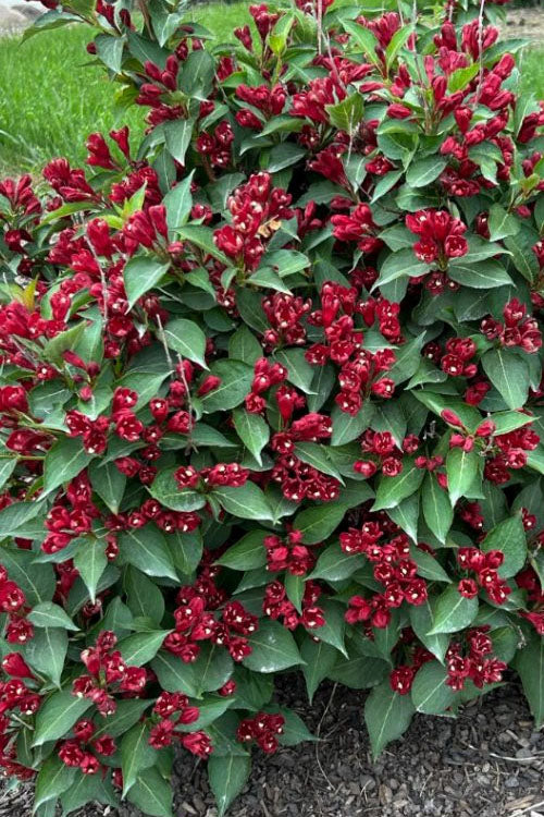  Maroon Swoon Weigela - 3 Gallon Pot
