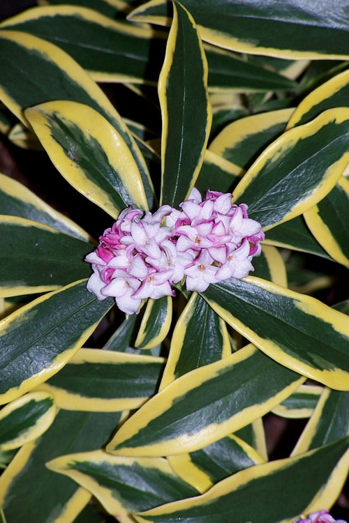  Marianni Variegated Pink Winter Daphne - 2 Gallon Pot
