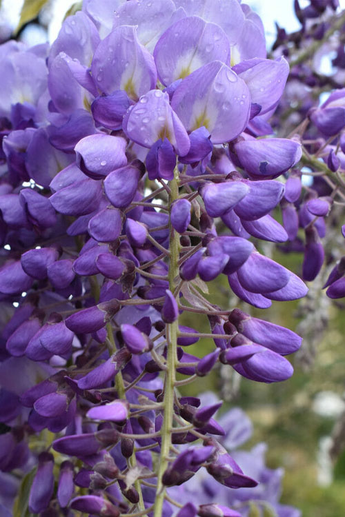  Okayama Silky Wisteria Vine - 3 Gallon Pot