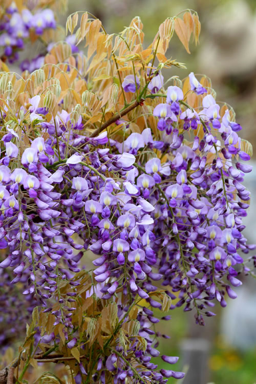  Okayama Silky Wisteria Vine - 3 Gallon Pot