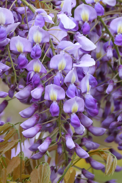  Okayama Silky Wisteria Vine - 3 Gallon Pot