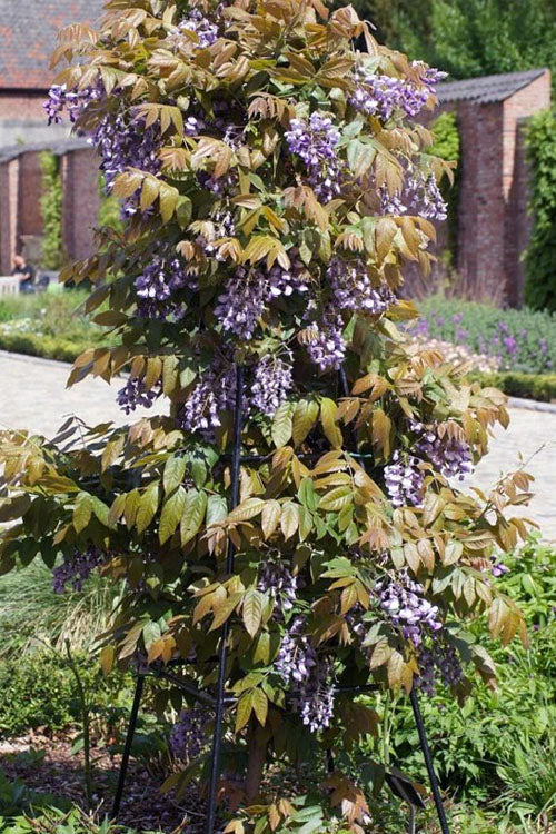  Okayama Silky Wisteria Vine - 3 Gallon Pot