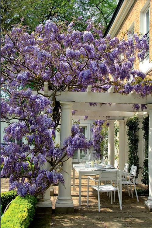  Okayama Silky Wisteria Vine - 3 Gallon Pot