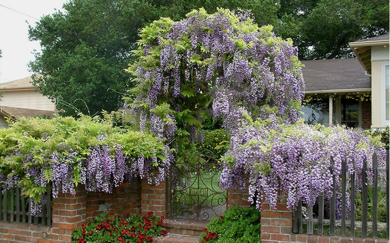  Blue Chinese Wisteria Vine (Wisteria Sinensis) - 3 Gallon Pot