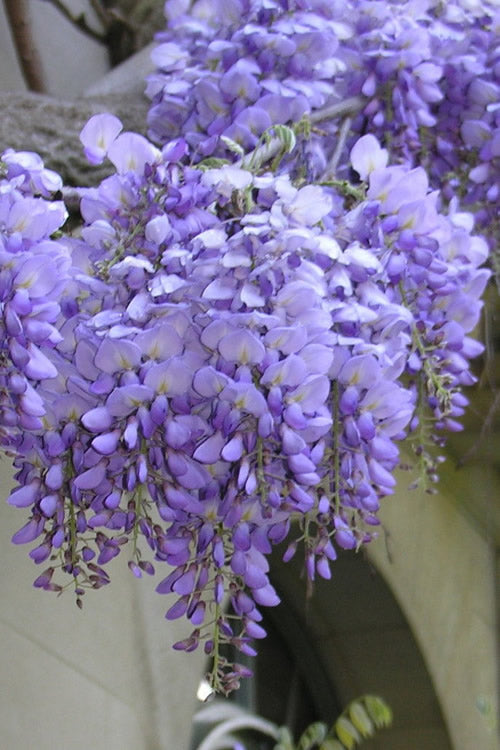  Blue Chinese Wisteria Vine (Wisteria Sinensis) - 3 Gallon Pot