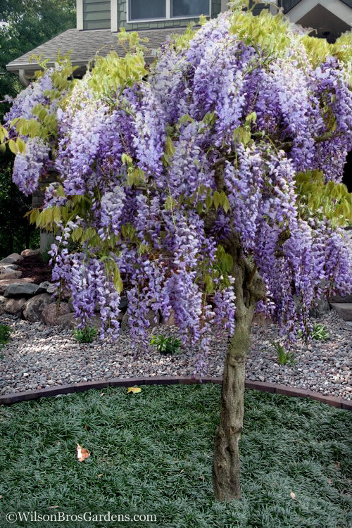  Blue Chinese Wisteria Vine (Wisteria Sinensis) - 3 Gallon Pot