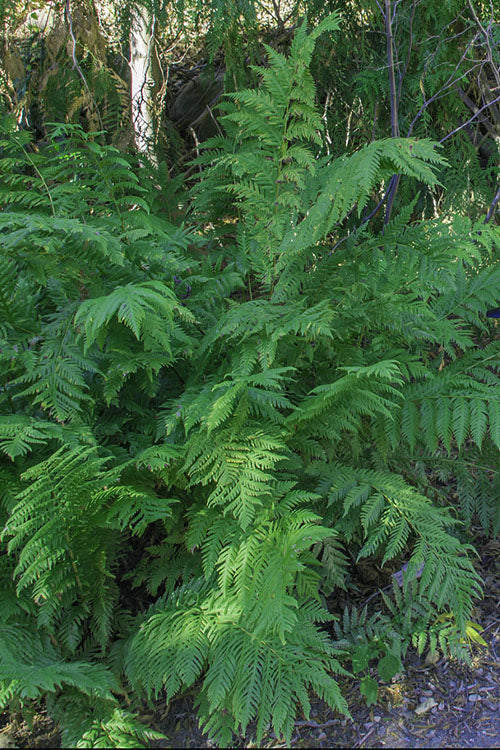  Giant Chain Fern - 1 Gallon Pot