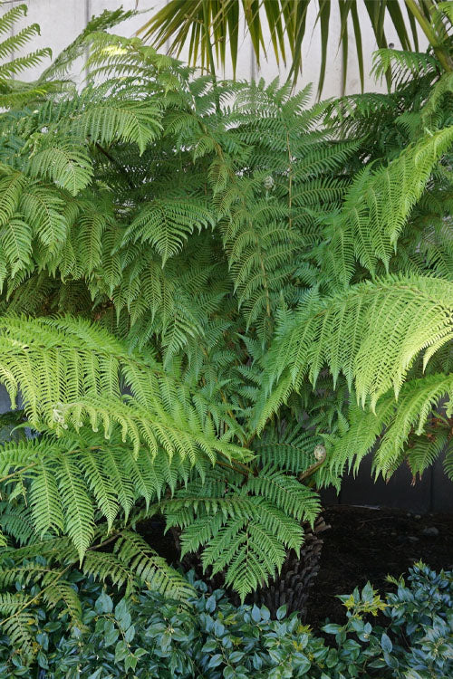  Giant Chain Fern - 1 Gallon Pot