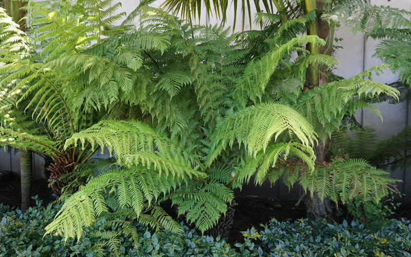  Giant Chain Fern - 1 Gallon Pot