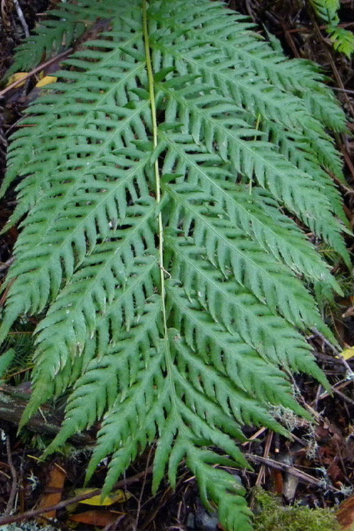  Giant Chain Fern - 1 Gallon Pot