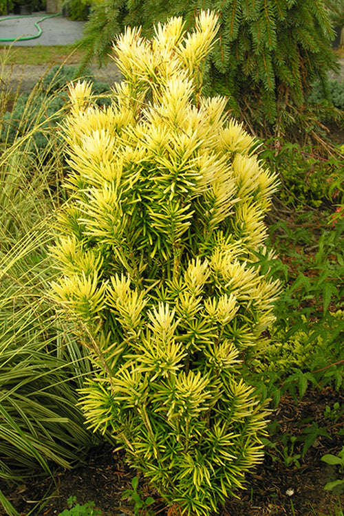  Korean Gold Plum Yew (Cephalotaxus) - 1 Gallon Pot