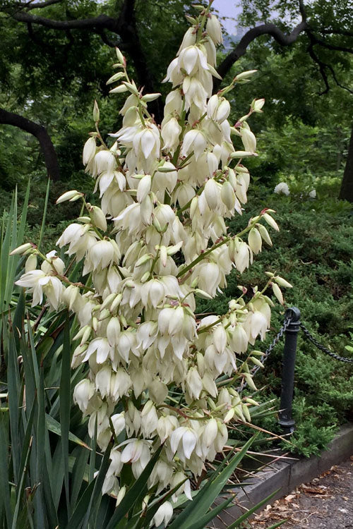  Adam's Thread & Needle Yucca - 3 Gallon Pot