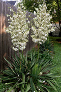  Adam's Thread & Needle Yucca - 3 Gallon Pot