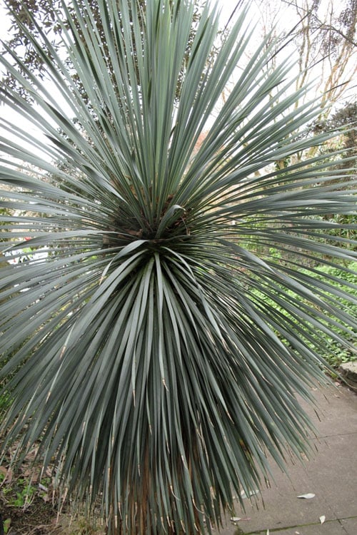  Big Bend Yucca Rostrata - 3 Gallon Pot