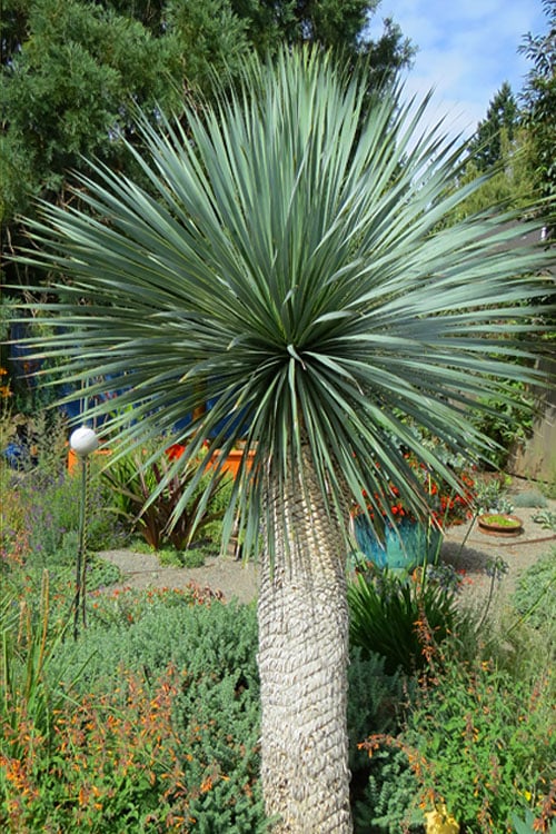  Big Bend Yucca Rostrata - 3 Gallon Pot