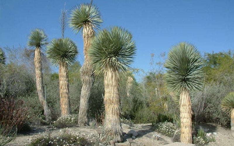  Big Bend Yucca Rostrata - 3 Gallon Pot