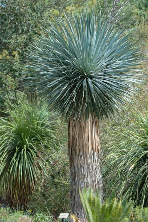  Big Bend Yucca Rostrata - 3 Gallon Pot