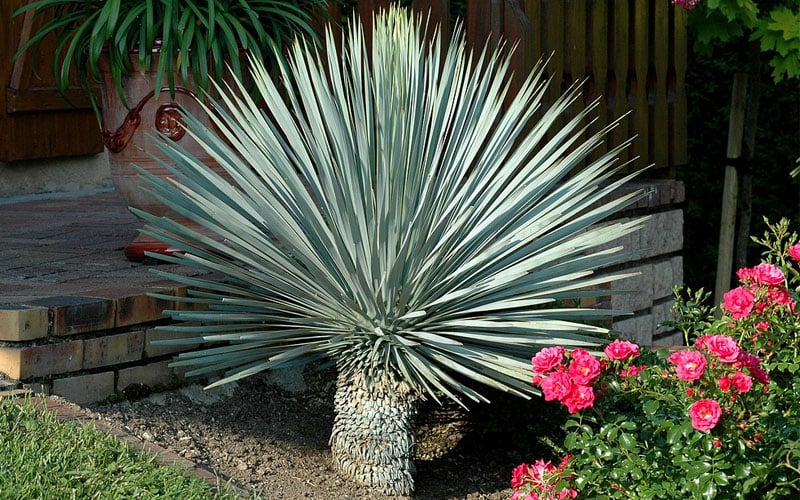  Big Bend Yucca Rostrata - 3 Gallon Pot